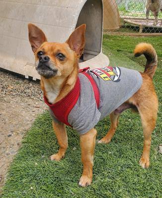Canelo, Adoptable, Young Male Chihuahua & Mixed Breed.