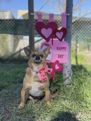 Canelo, a Adoptable mixed breed in Santa Paula, CA image 2/16