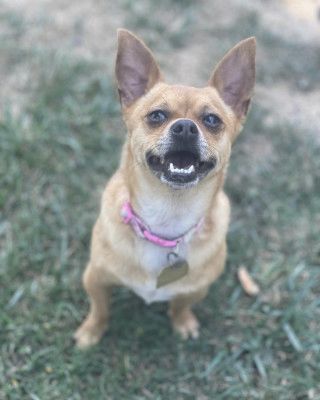 Canelo, a Adoptable mixed breed in Santa Paula, CA image 3/16