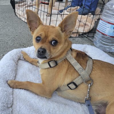 Canelo, a Adoptable mixed breed in Santa Paula, CA image 4/16