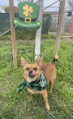 Canelo, a Adoptable mixed breed in Santa Paula, CA image 5/16