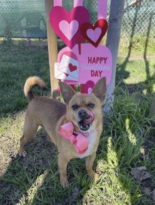 Canelo, a Adoptable mixed breed in Santa Paula, CA image 6/16