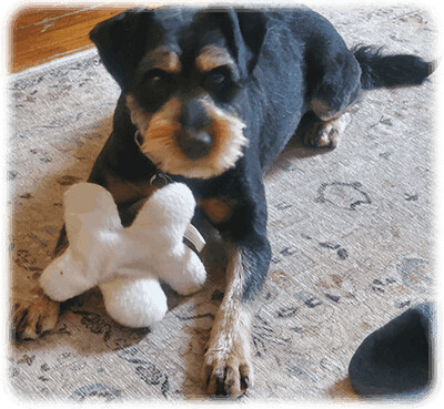 Enlarge Roscoe-Has Been Adopted, a Adopted mixed breed in Miamisburg, OH image 1/6