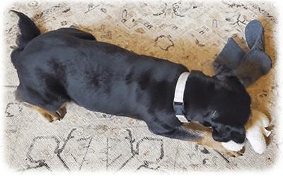 Enlarge Roscoe-Has Been Adopted, a Adopted mixed breed in Miamisburg, OH image 2/6