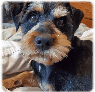 Enlarge Roscoe-Has Been Adopted, a Adopted mixed breed in Miamisburg, OH image 3/6