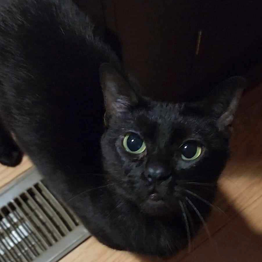 Taboo, Adoptable, Young Female Domestic Short Hair.