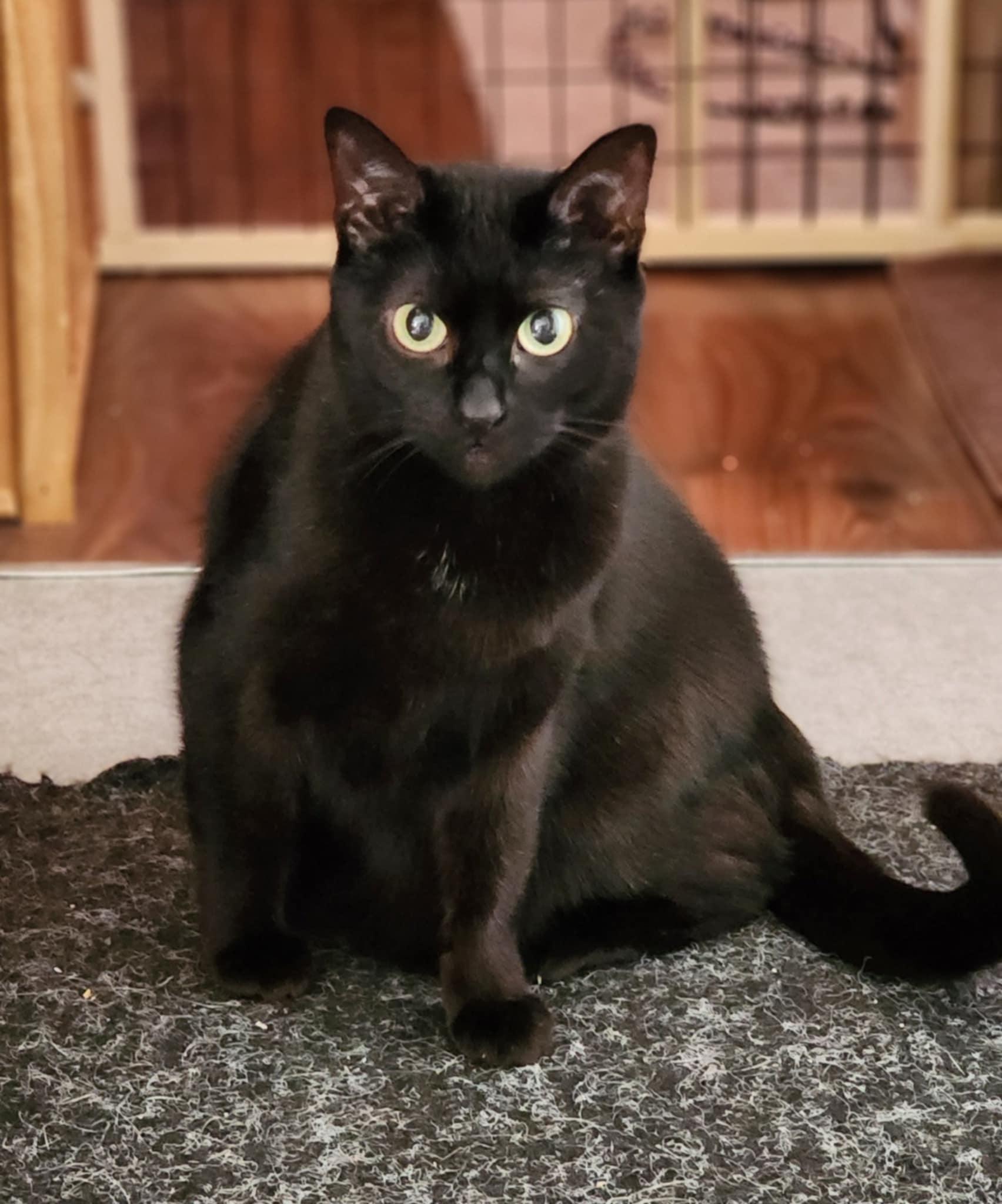 Taboo, a Adoptable Domestic Short Hair in Fair Haven, VT image 1/6