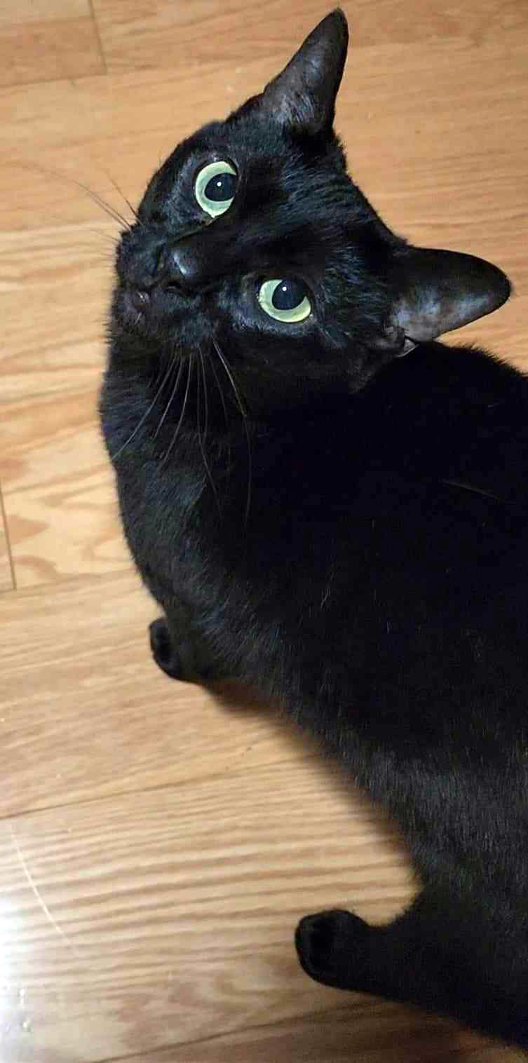 Taboo, a Adoptable Domestic Short Hair in Fair Haven, VT image 5/6