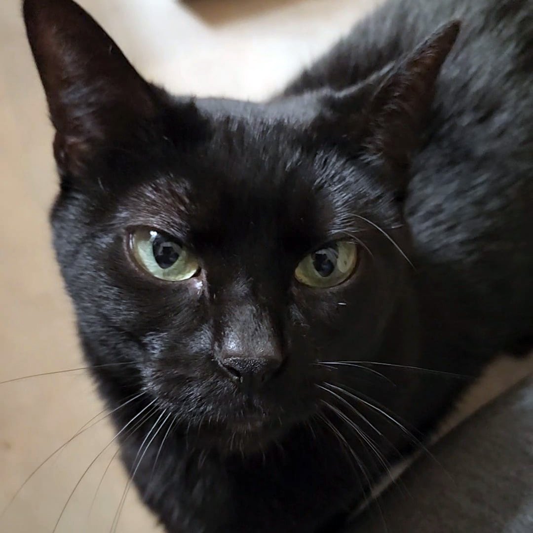 Taboo, a Adoptable Domestic Short Hair in Fair Haven, VT image 4/6