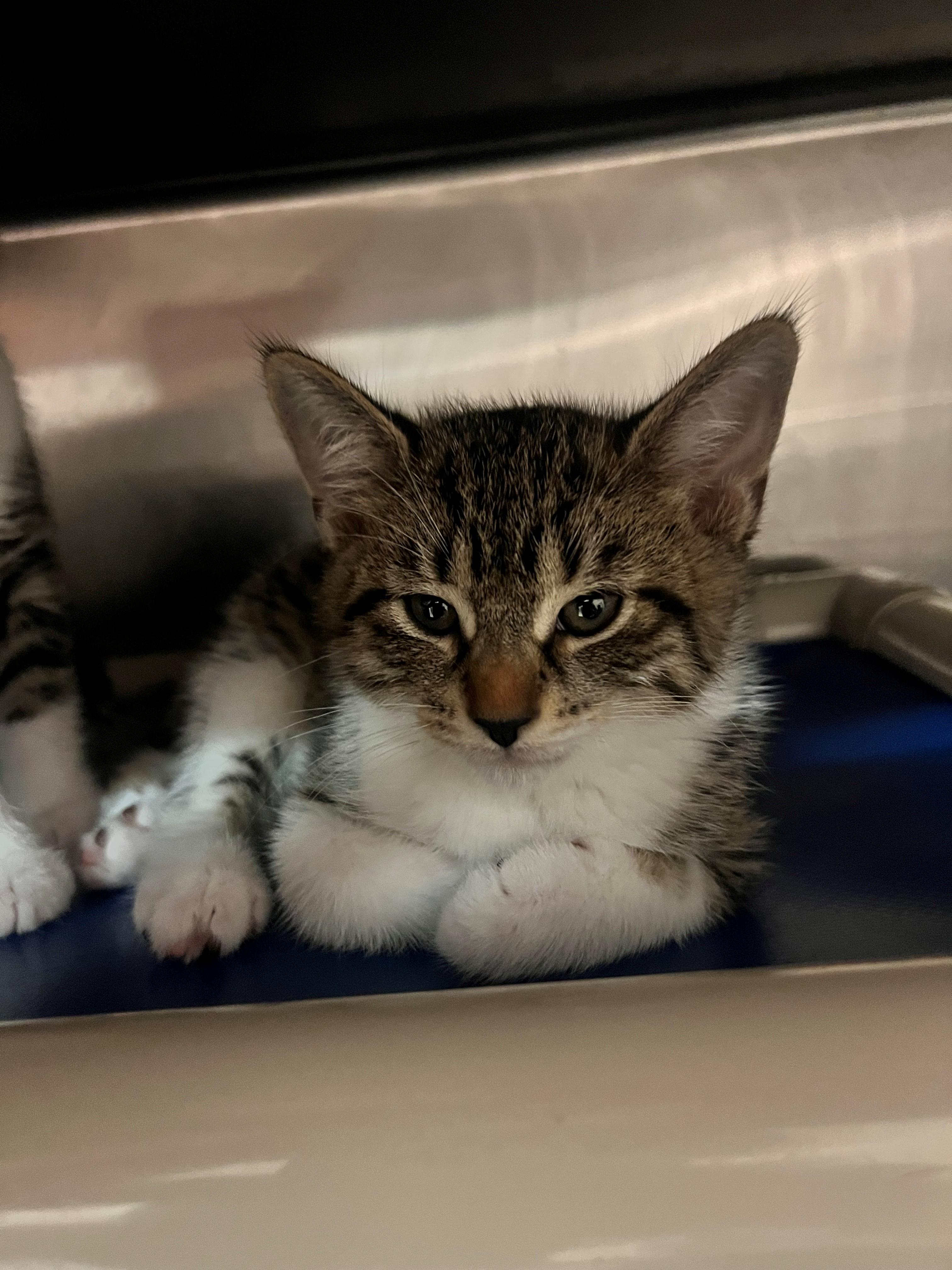 Baby Howard CA-197/26, adopted, Kitten Male Domestic Short Hair.