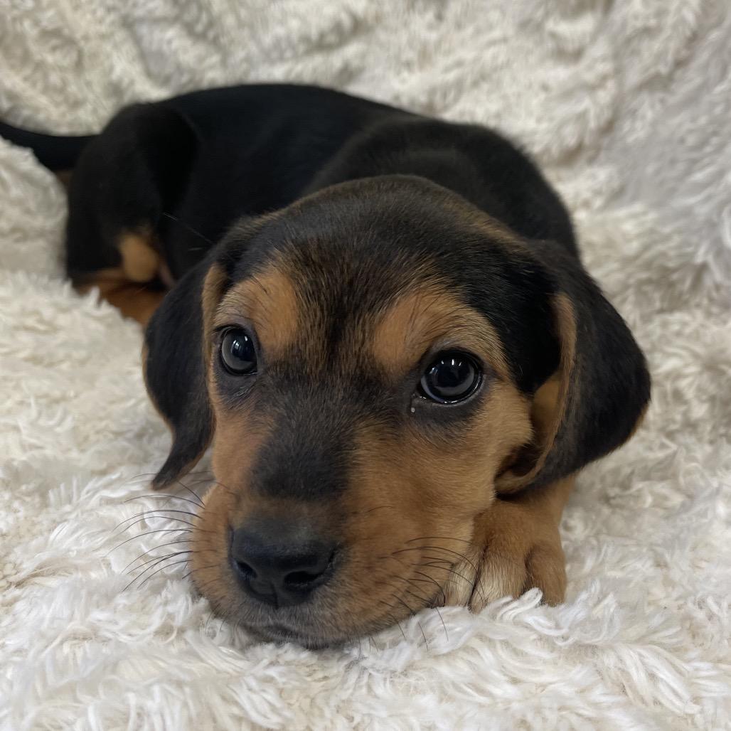 Enlarge Sauza, a Adoptable Mixed Breed in New Fairfield, CT image 1/5