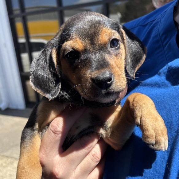 Enlarge Sauza, a Adoptable Mixed Breed in New Fairfield, CT image 2/5