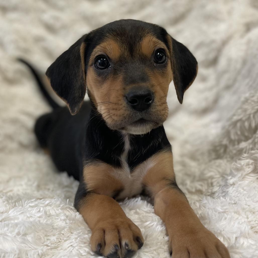 Enlarge Sauza, a Adoptable Mixed Breed in New Fairfield, CT image 3/5