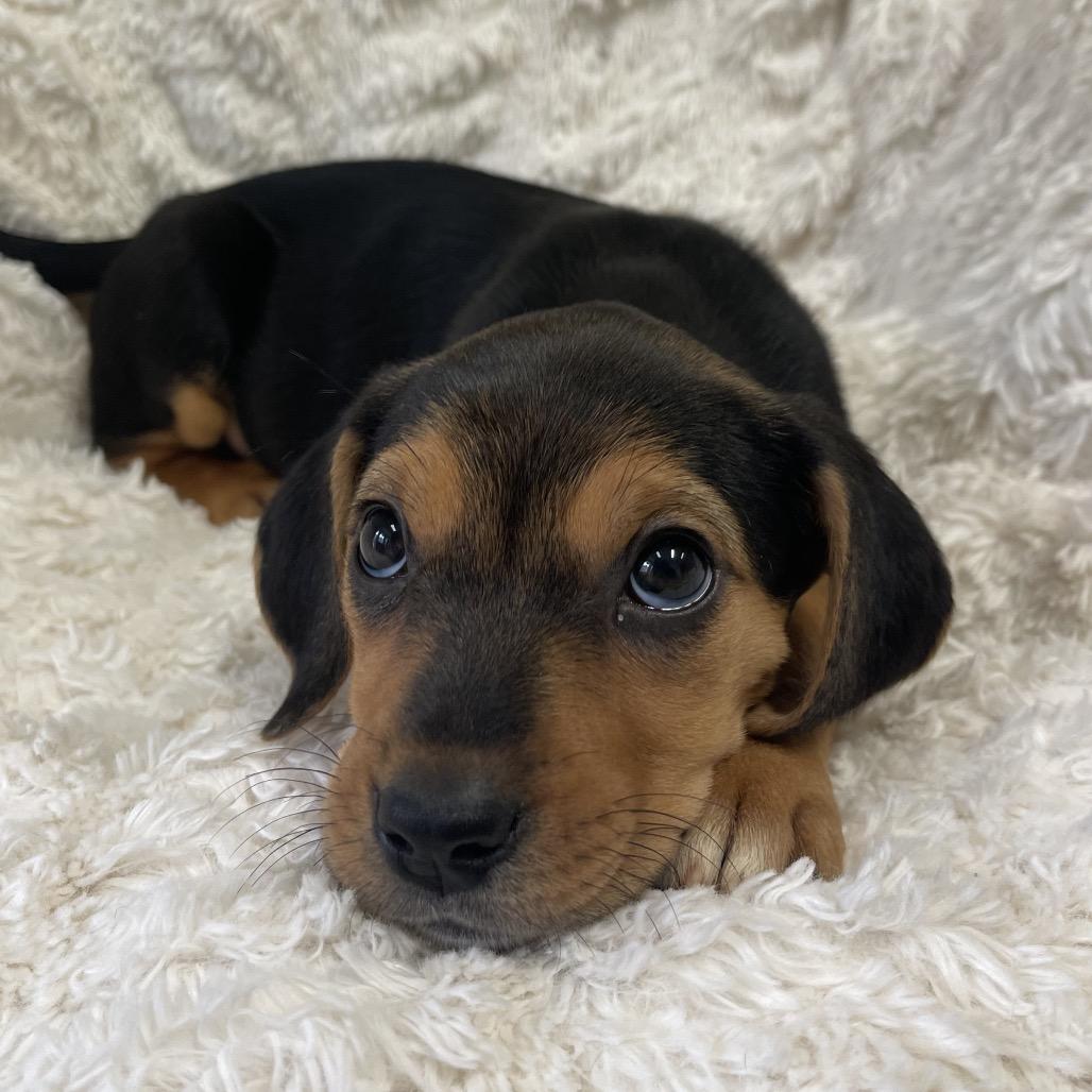 Enlarge Sauza, a Adoptable Mixed Breed in New Fairfield, CT image 4/5