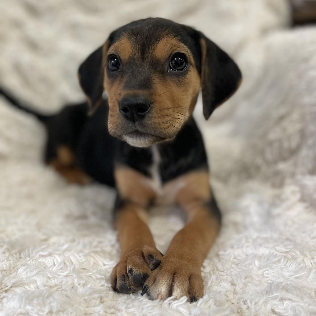 Enlarge Sauza, a Adoptable Mixed Breed in New Fairfield, CT image 5/5