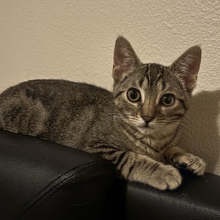 Enlarge Medallion, a Adoptable Domestic Short Hair in Westminster, CA image 1/3