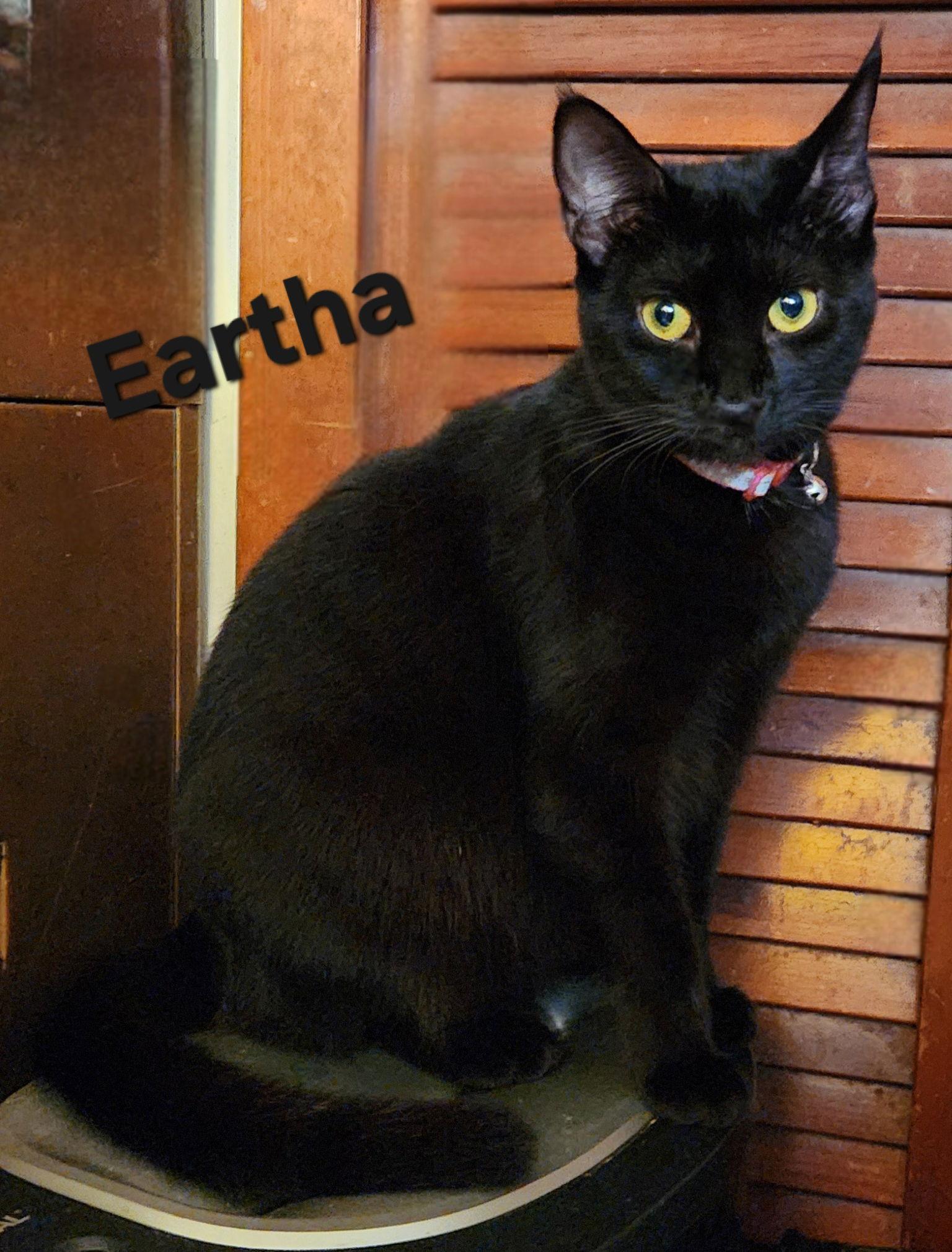Eartha, Adoptable, Young Female Domestic Short Hair.
