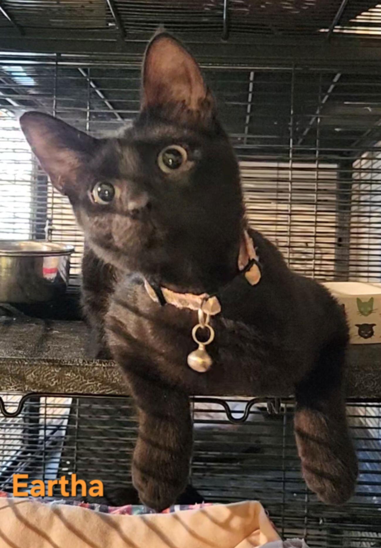 Eartha, a Adoptable Domestic Short Hair in Longwood, FL image 2/3