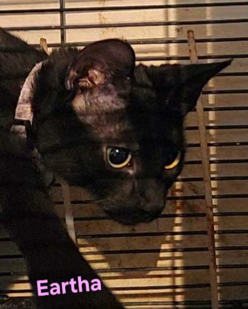 Eartha, a Adoptable Domestic Short Hair in Longwood, FL image 3/3