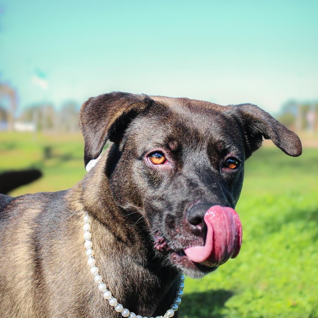 Paisley, Adoptable, Young Female Mixed Breed.
