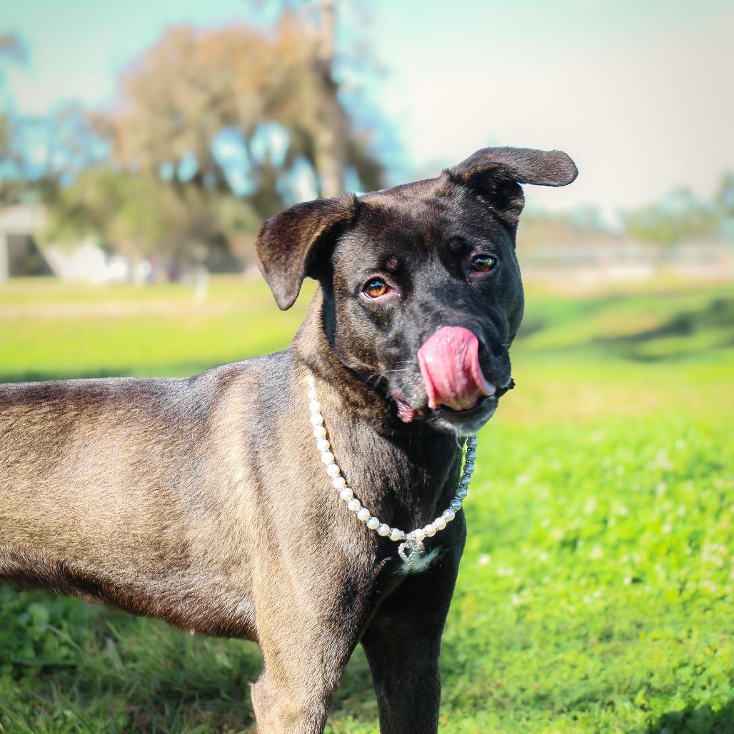 Paisley, a Adoptable Mixed Breed in Lake Jackson, TX image 2/3