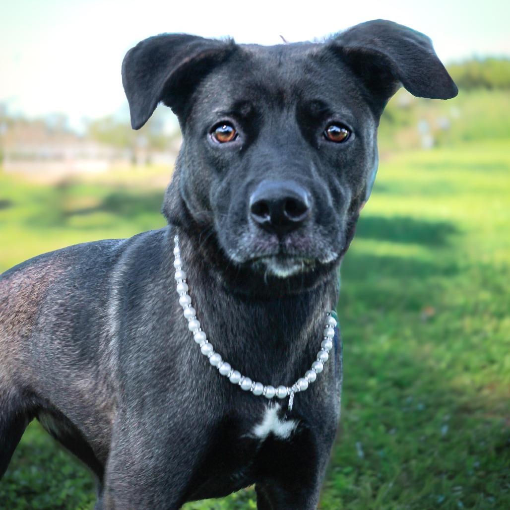 Paisley — thumbnail 3