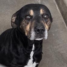 Enlarge NOAH, a Adoptable Rottweiler in Carlin, NV image 1/1