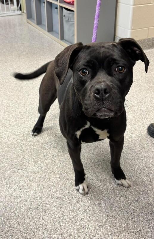 Enlarge Violet, a Adoptable mixed breed in Georgetown, OH image 1/1