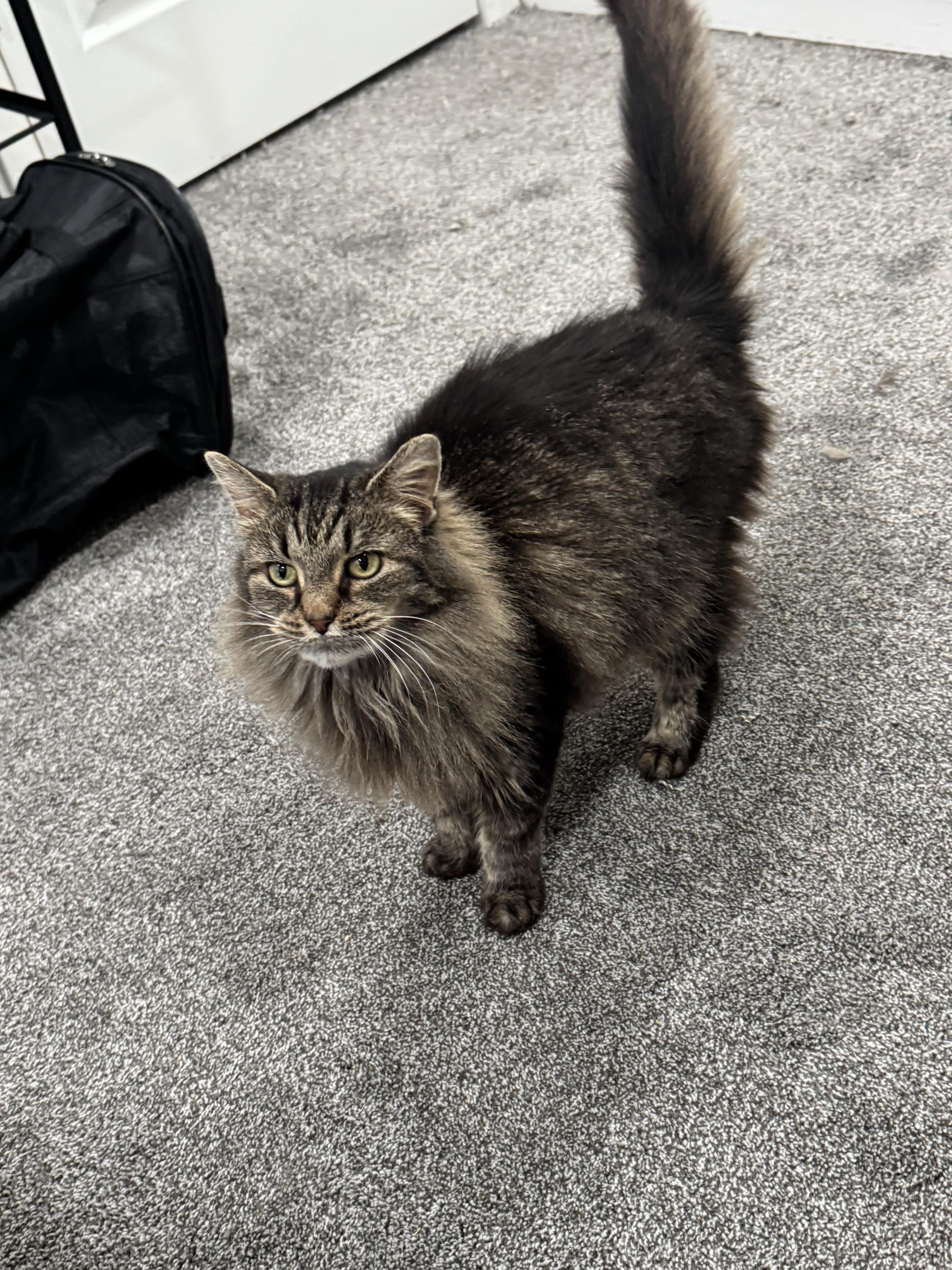 Alley, ADOPTABLE, Young Female Domestic Medium Hair.