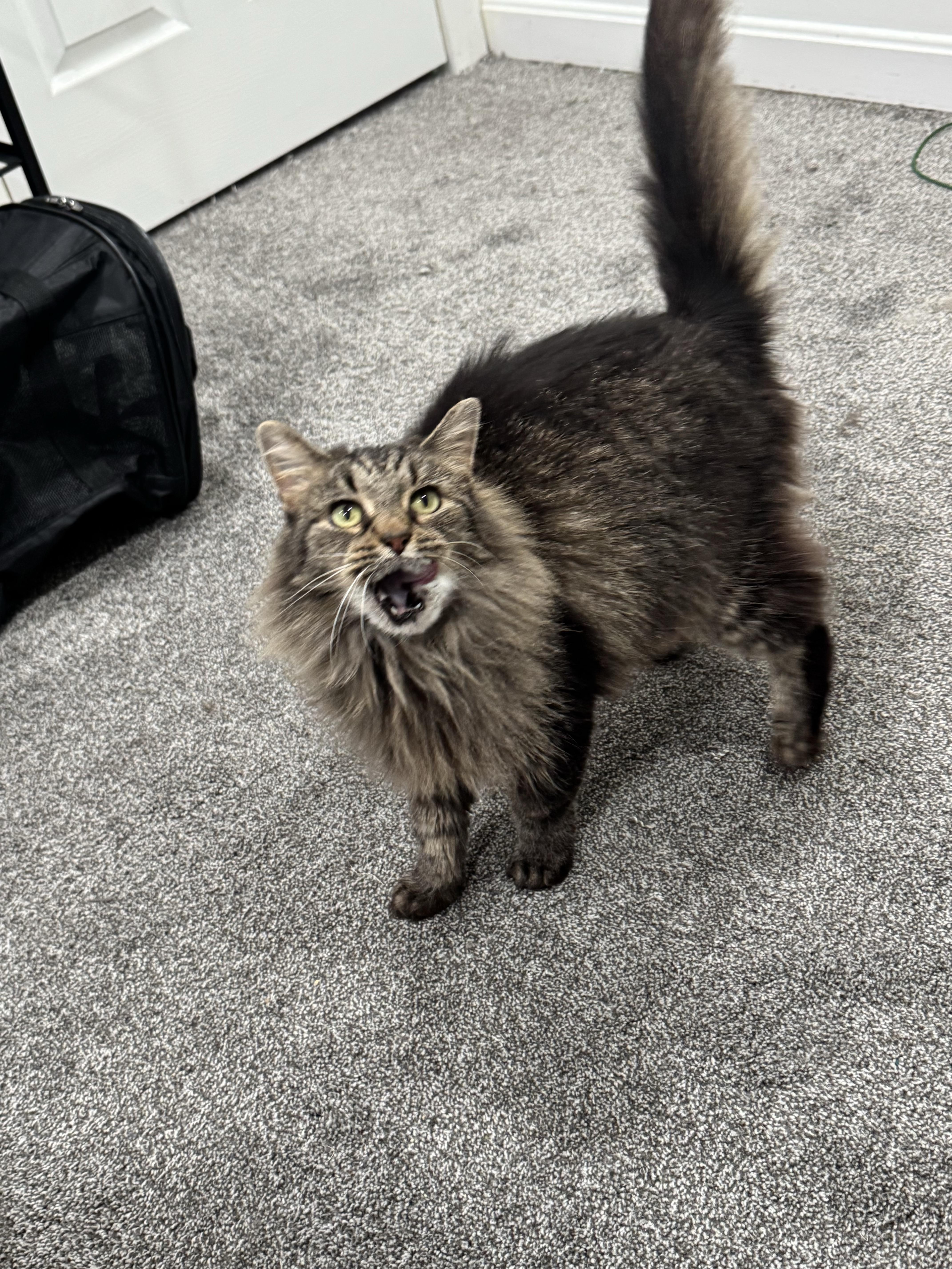 Enlarge Alley, a ADOPTABLE Domestic Medium Hair in Pittsburgh, PA image 5/5