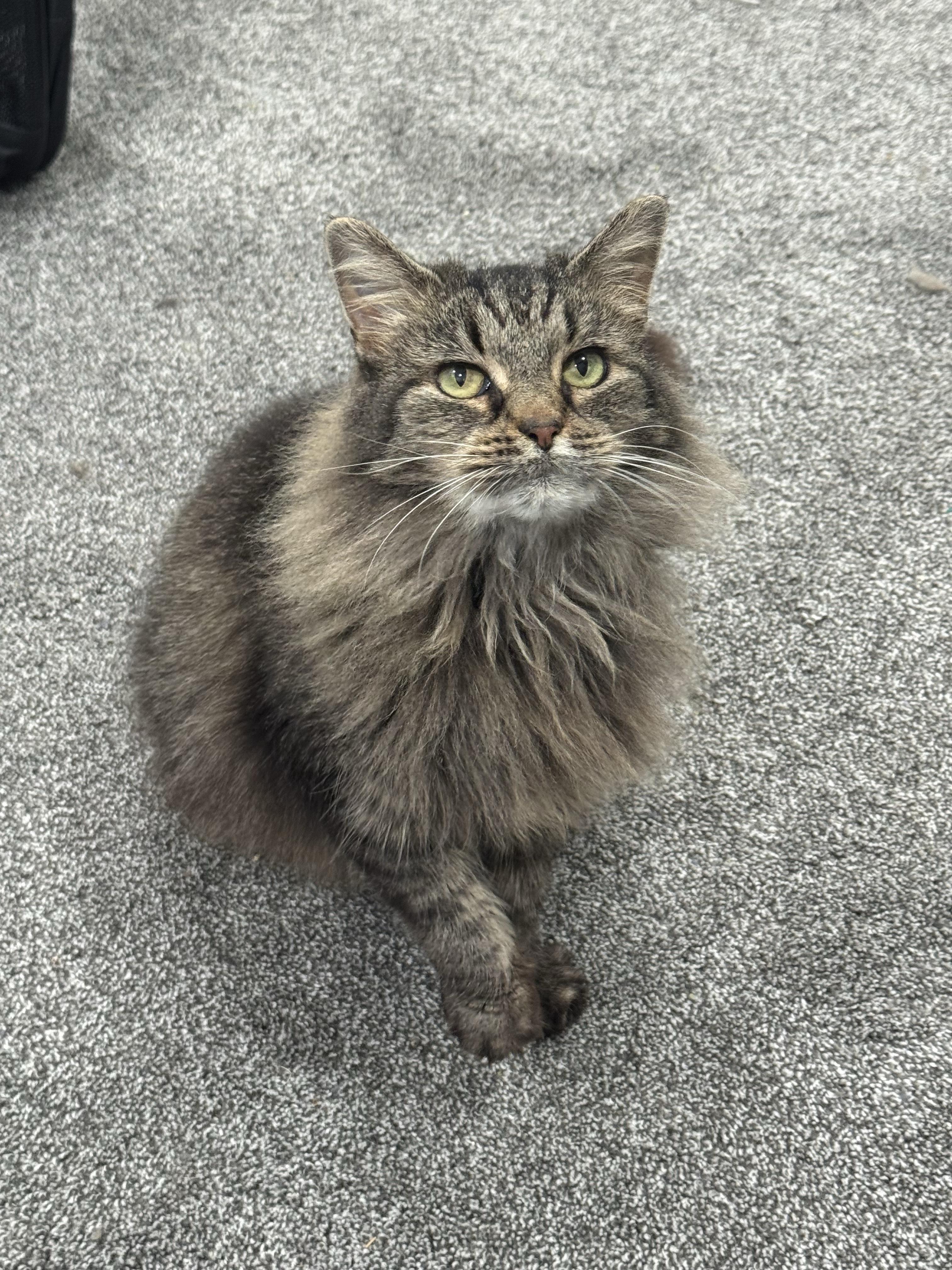Enlarge Alley, a ADOPTABLE Domestic Medium Hair in Pittsburgh, PA image 3/5