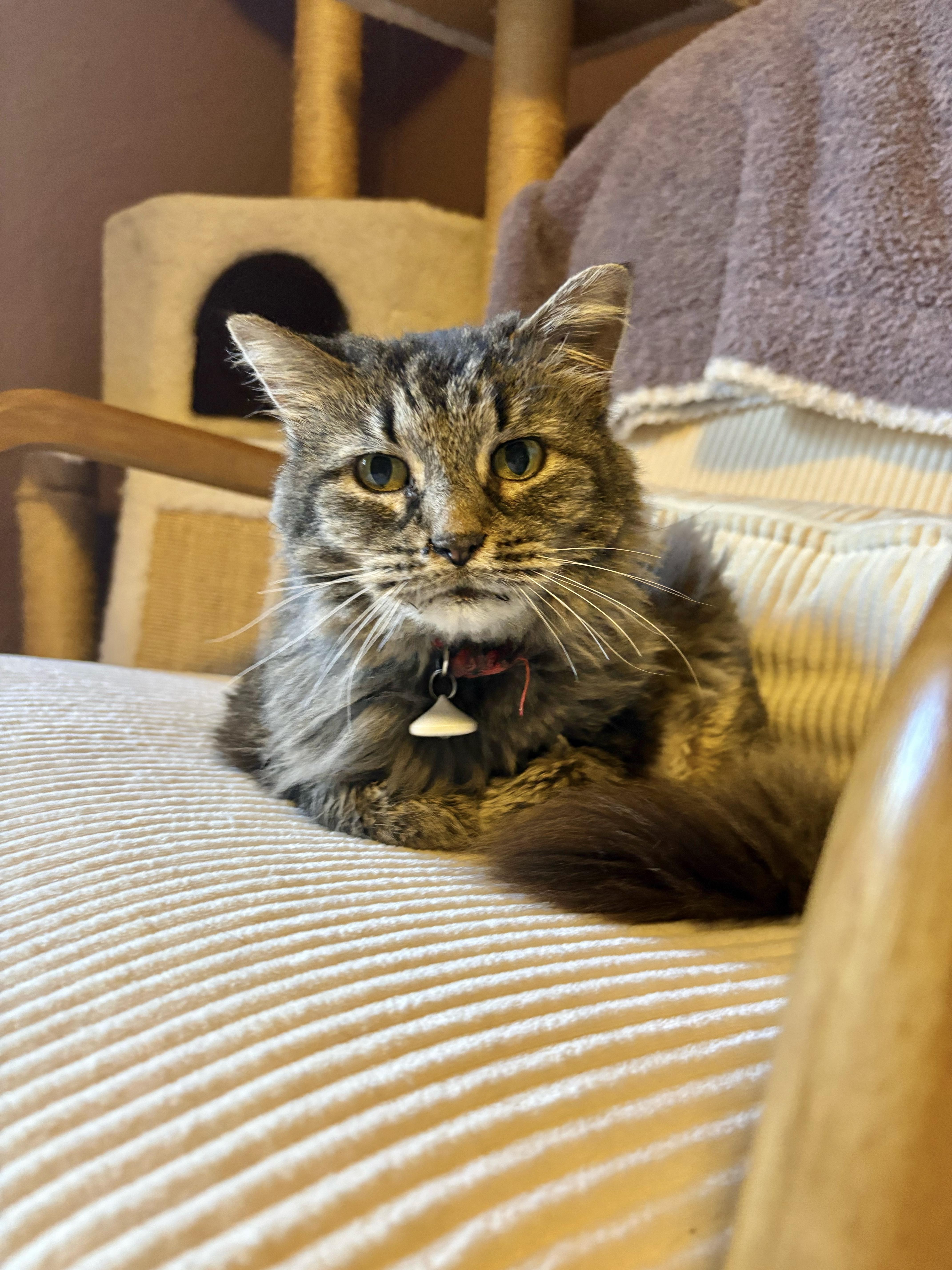 Enlarge Alley, a ADOPTABLE Domestic Medium Hair in Pittsburgh, PA image 4/5