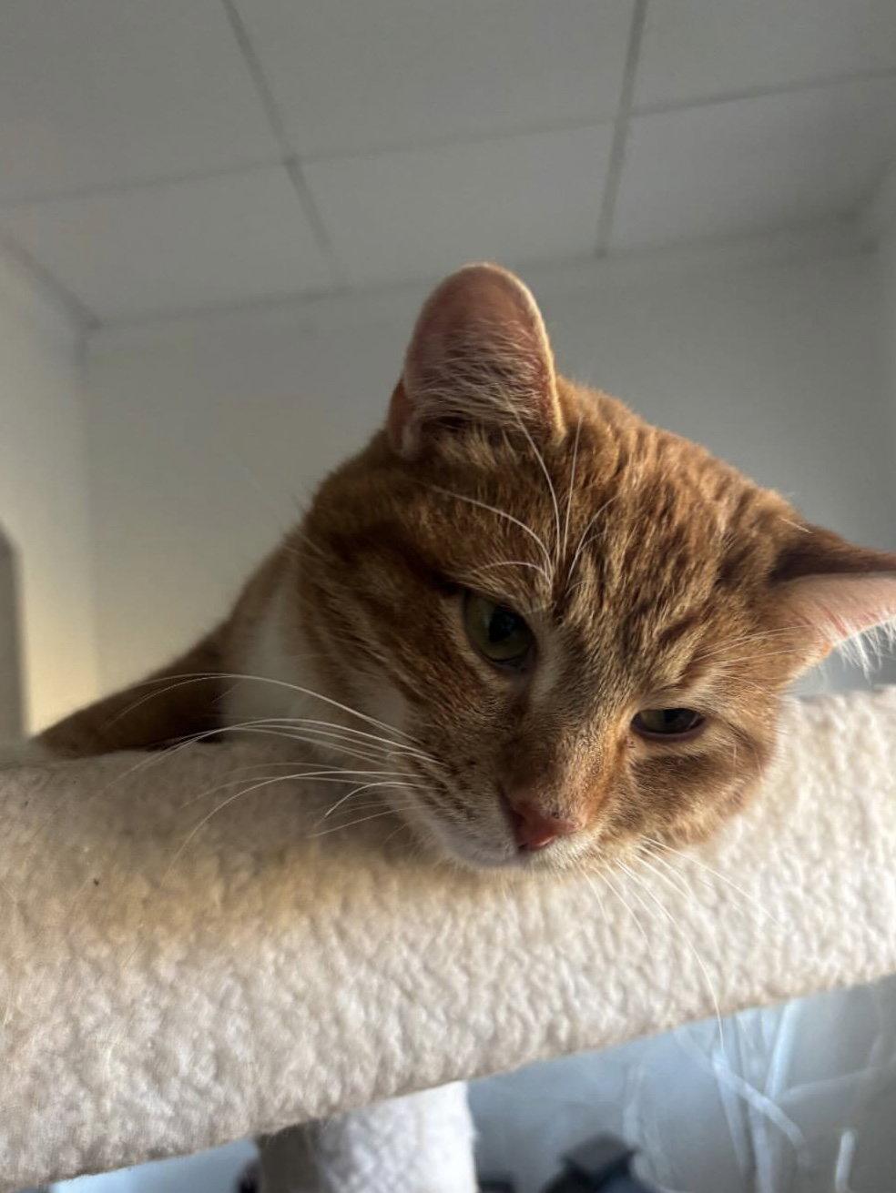 Meyer, Adopted, Adult Male Tabby.