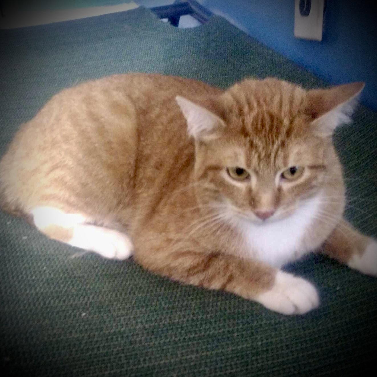 Enlarge Meyer, a Adopted Tabby in Piedmont, MO image 2/2