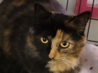 Mama Kitty, an adoptable Domestic Medium Hair, Tortoiseshell in Anaconda, MT, 59711 | Photo Image 2