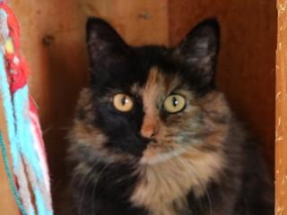 Mama Kitty, an adoptable Domestic Medium Hair, Tortoiseshell in Anaconda, MT, 59711 | Photo Image 1