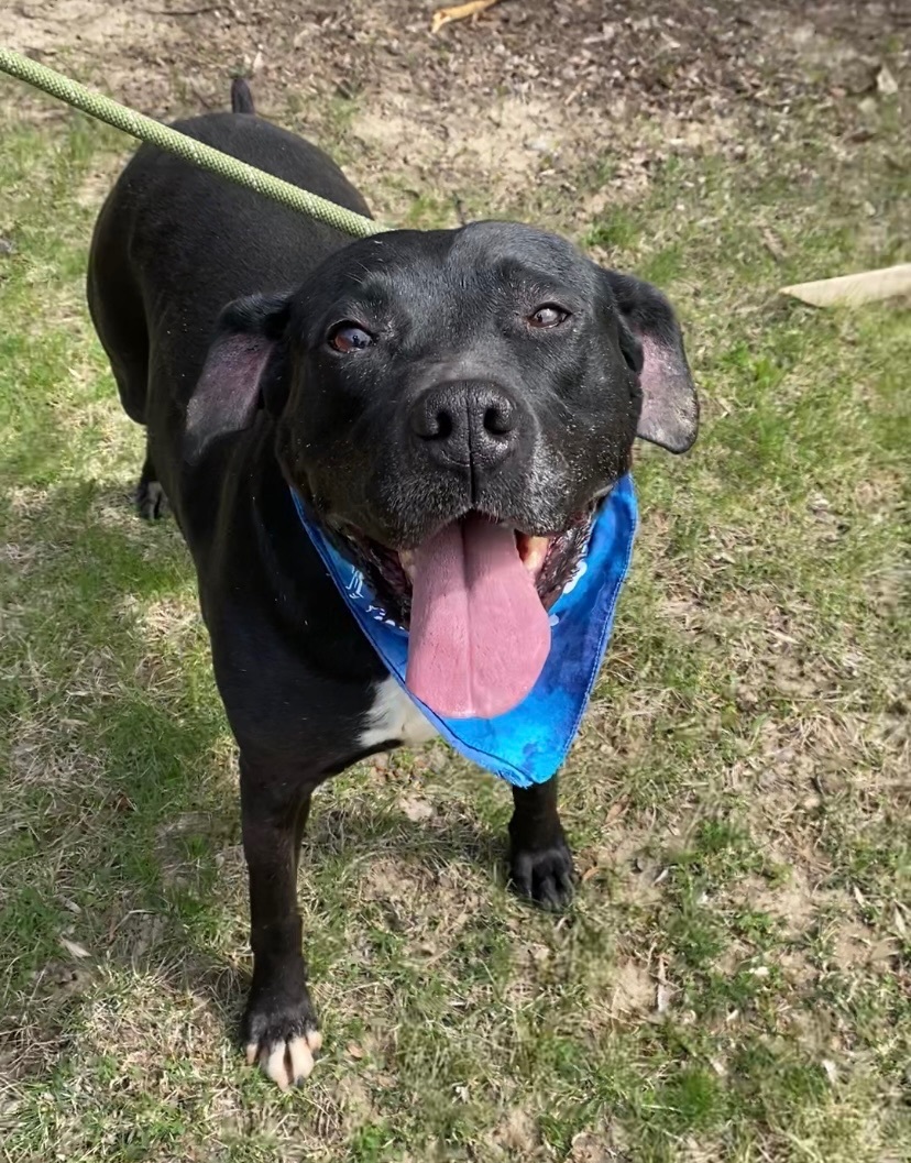 Gino, a Adoptable mixed breed in Detroit, MI image 1/12