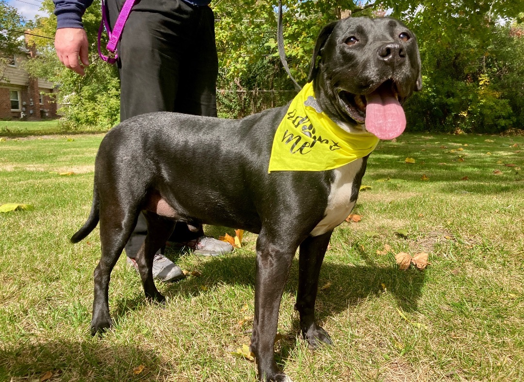 Gino, a Adoptable mixed breed in Detroit, MI image 2/12