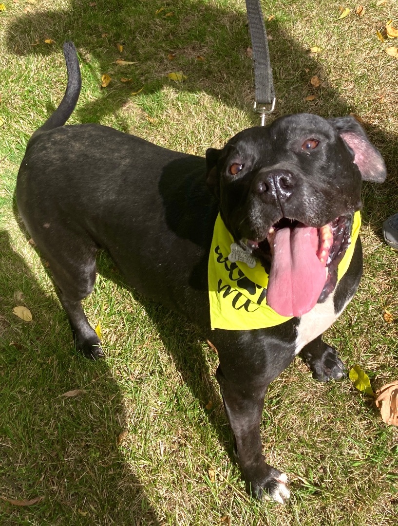 Gino, a Adoptable mixed breed in Detroit, MI image 3/12