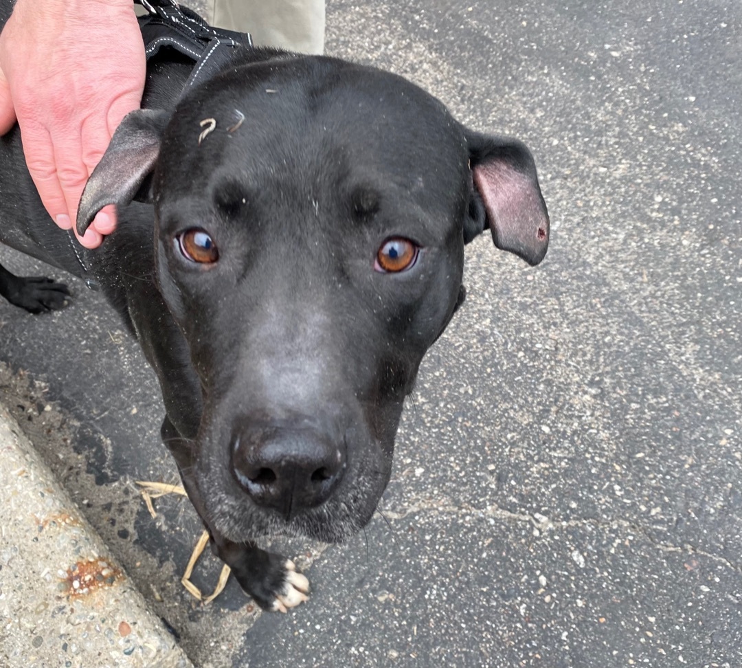 Gino, a Adoptable mixed breed in Detroit, MI image 4/12
