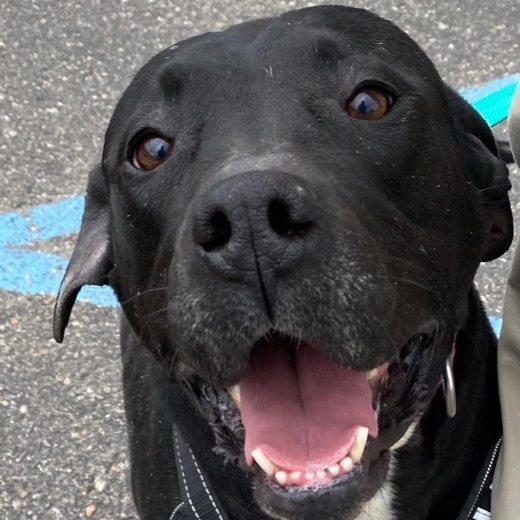 Gino, a Adoptable mixed breed in Detroit, MI image 5/12