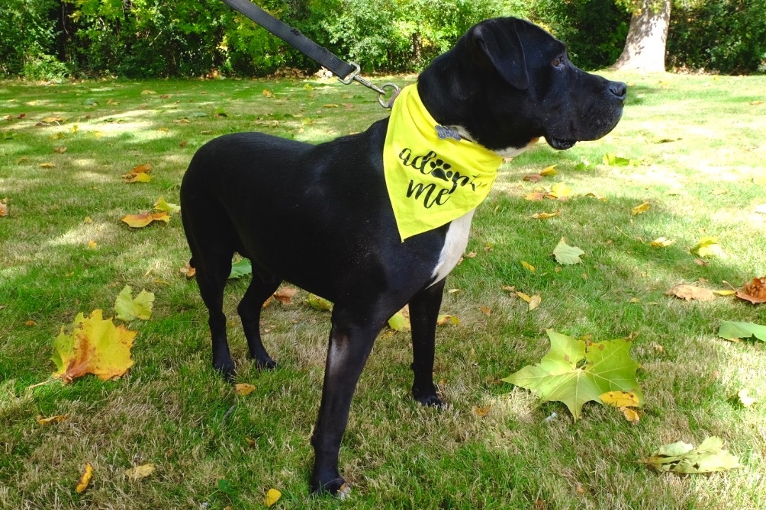 Gino, a Adoptable mixed breed in Detroit, MI image 6/12