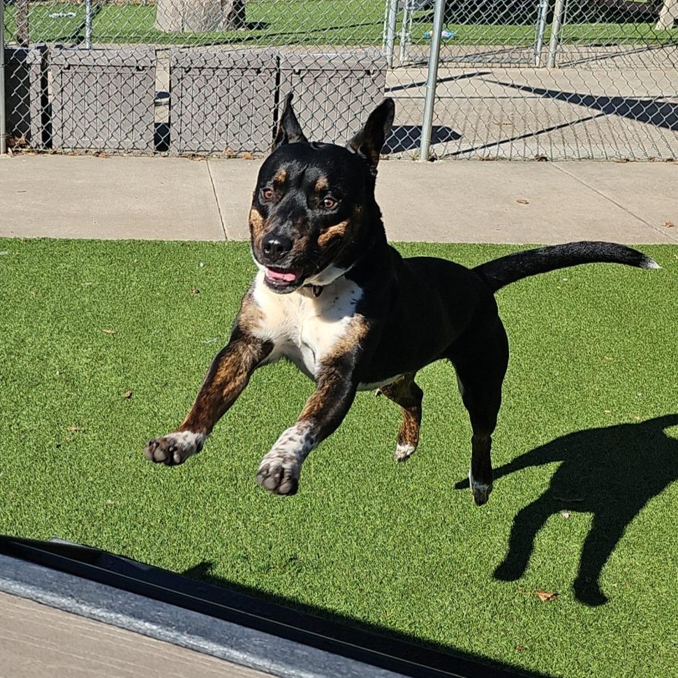 Bruiser, Adoptable, Young Male Mixed Breed.