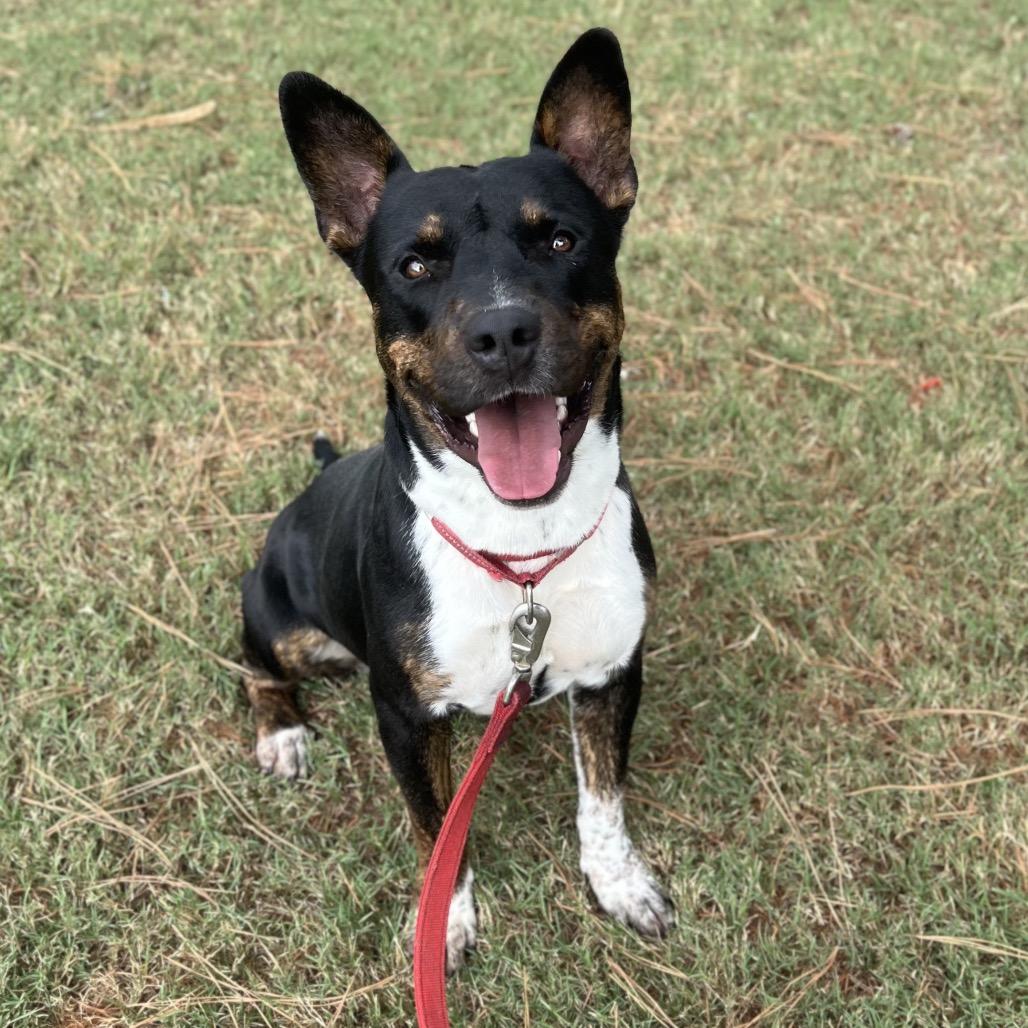 Enlarge Bruiser, a Adoptable Mixed Breed in Gainesville, GA image 1/3