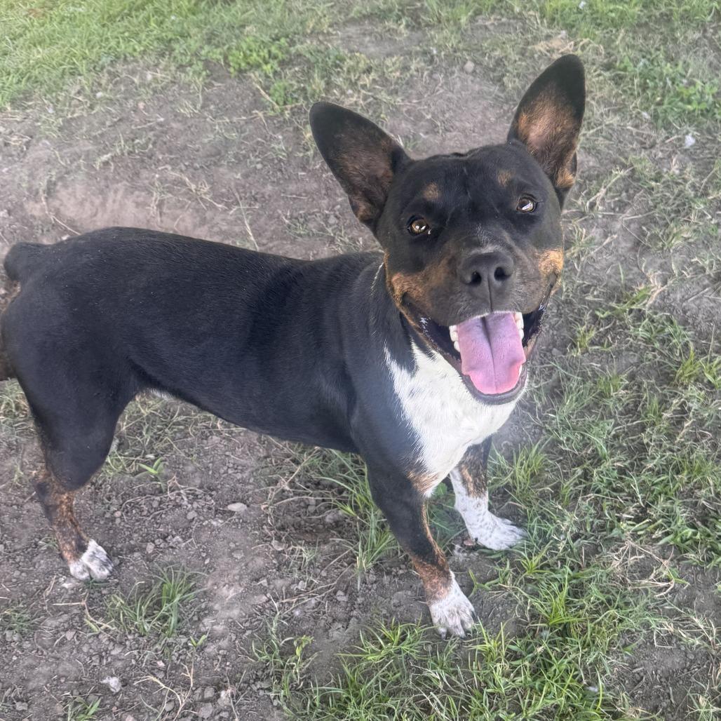 Enlarge Bruiser, a Adoptable Mixed Breed in Gainesville, GA image 2/3