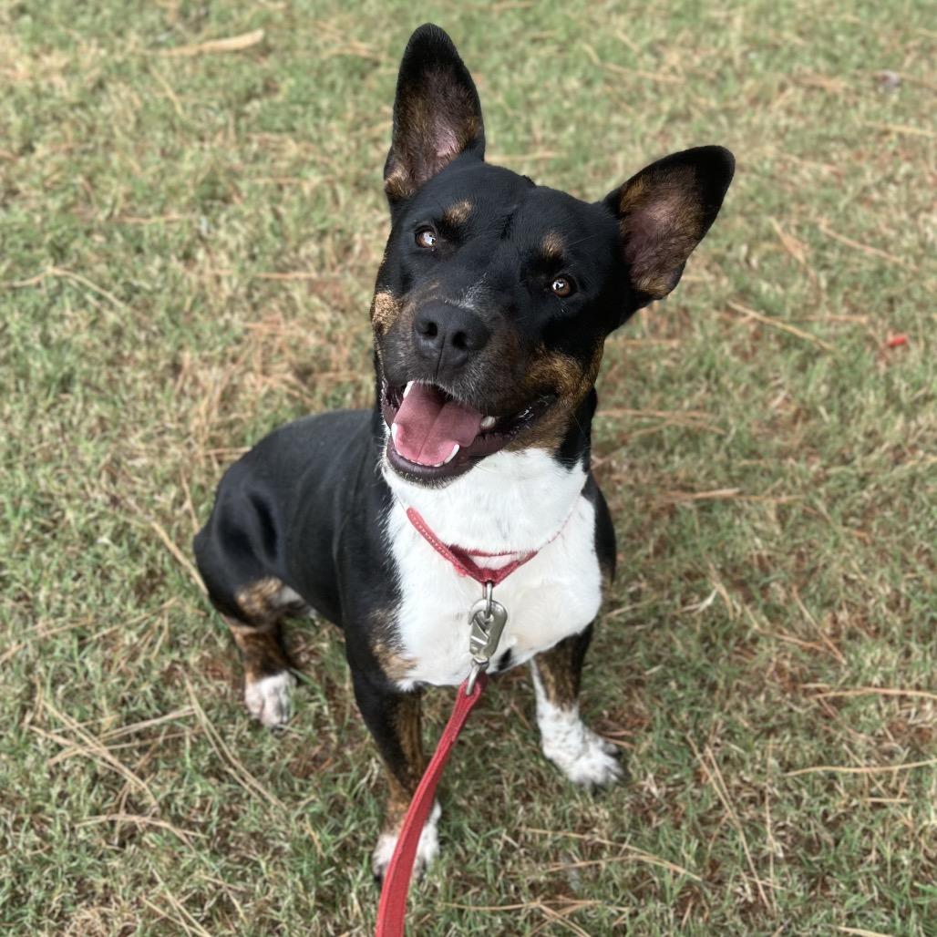 Enlarge Bruiser, a Adoptable Mixed Breed in Gainesville, GA image 3/3