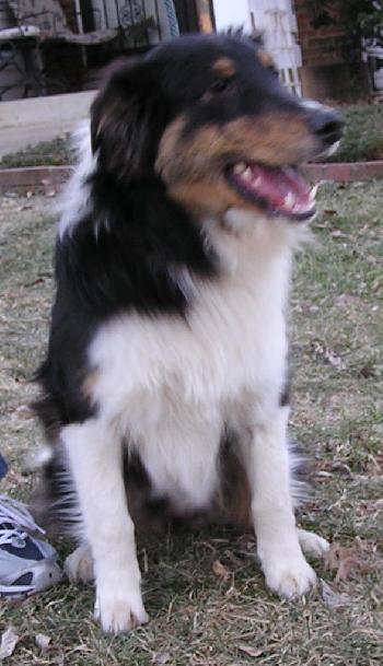 Riley, a Adopted Collie in Chantilly, VA image 2/3