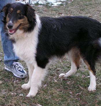 Riley, a Adopted Collie in Chantilly, VA image 3/3