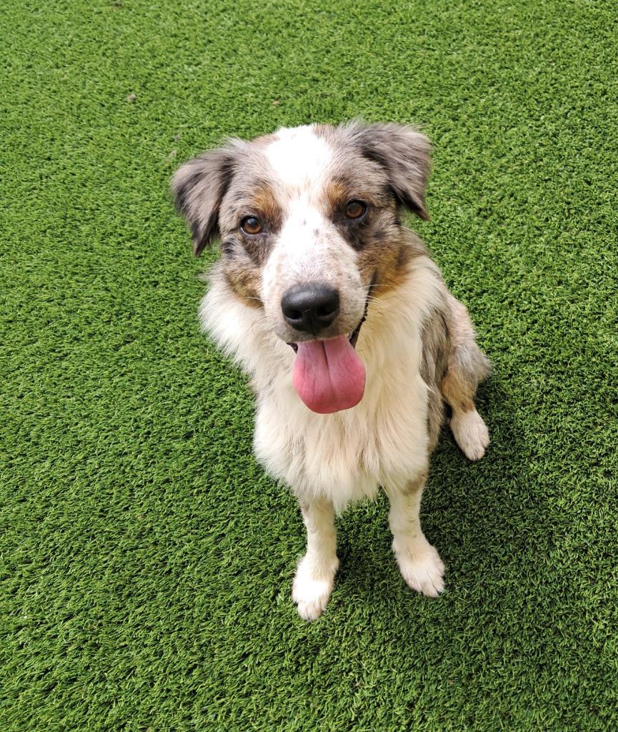 Rockie, adopted, Young Male Australian Shepherd & Mixed Breed.