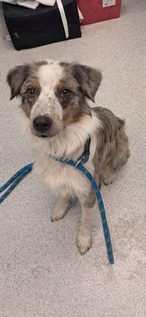Enlarge Rockie, an adopted mixed breed in Frankfort, KY image 2/2